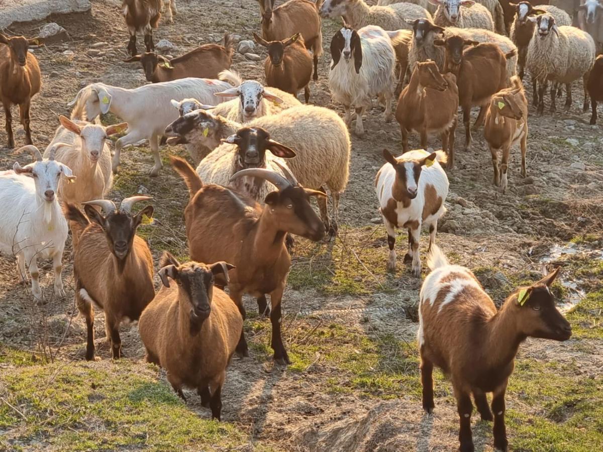 Agriturismo Caperroni Pescopagano ภายนอก รูปภาพ